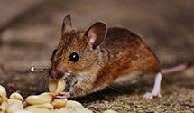 24 Hour & Emergency Exterminators in Gresham, OR